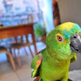 birds1_1790