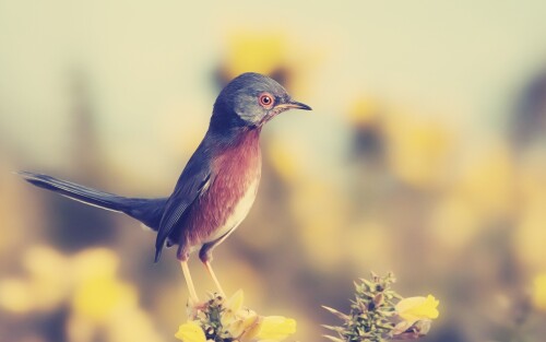 birds1_1791.jpg