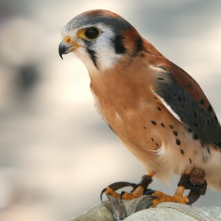 birds1_1805