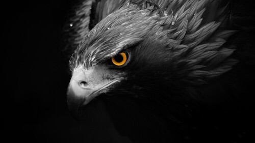 birds1_1806.jpg