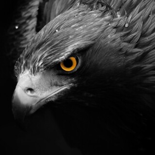 birds1_1806