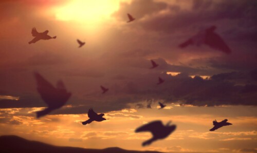 birds1_1812.jpg