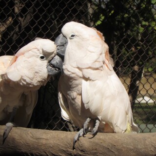 birds1_1824