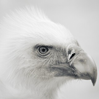 birds1_1842