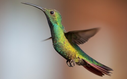 birds1_1856.jpg