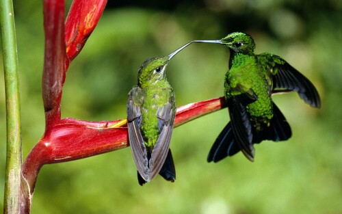 birds1_1858.jpg