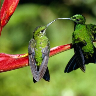 birds1_1858