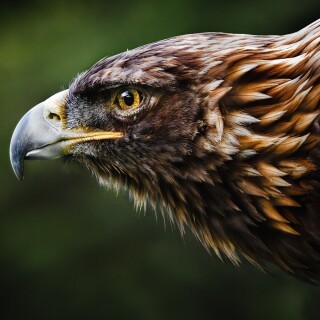 birds1_1903