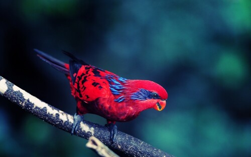 birds1_1927.jpg