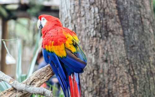 birds1_1959.jpg
