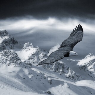 birds1_1972