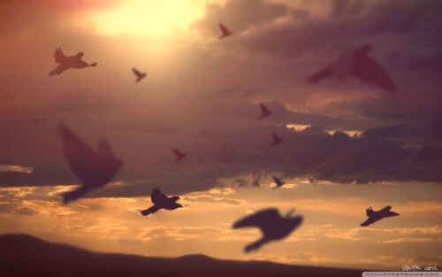 birds1_2007.jpg