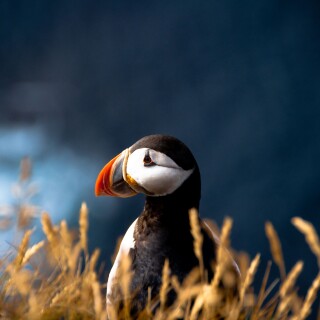 birds1_2012