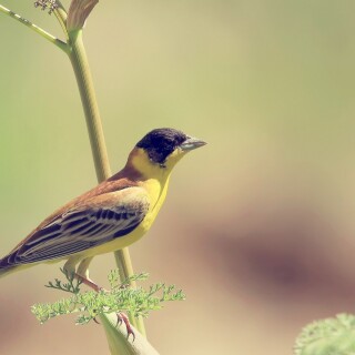 birds1_2013