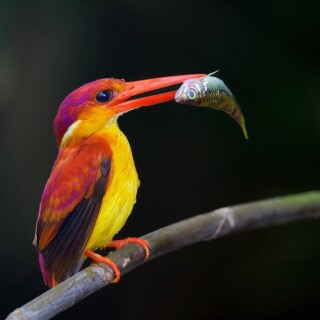 birds1_2020