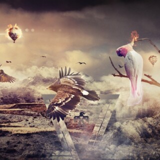 birds1_2024