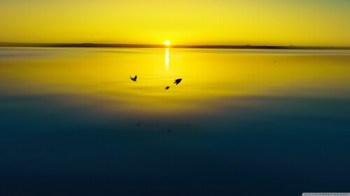 birds1_2028.jpg