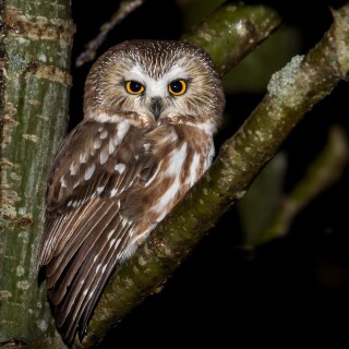 birds1_2038