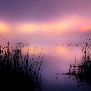 birds1_2041