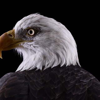 birds1_2048