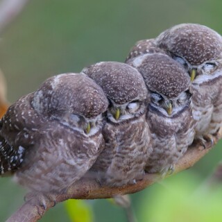 birds1_2062