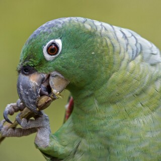 birds1_2068