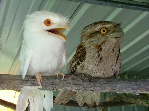 birds1_2098.jpg