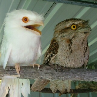 birds1_2098