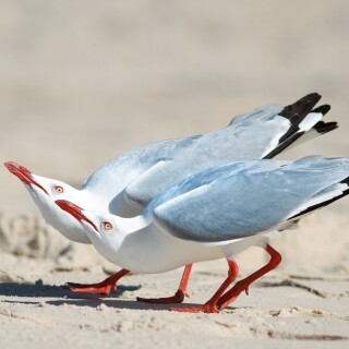 birds1_2099