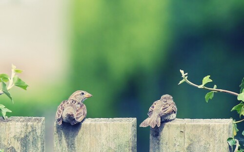 birds1_2101.jpg