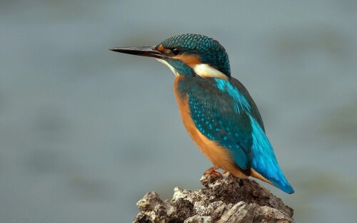 birds1_2104.jpg