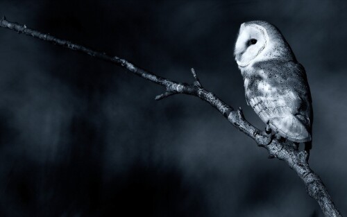 birds1_2130.jpg