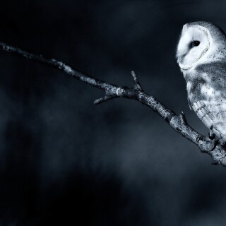 birds1_2130