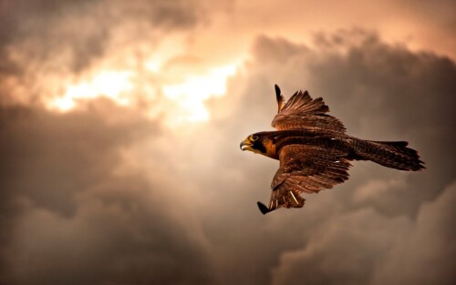 birds1_2137.jpg