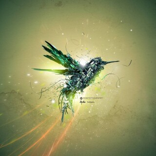 birds1_2141