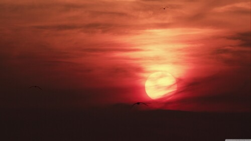 birds1_2151.jpg