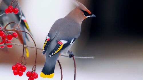 birds1_2156.jpg