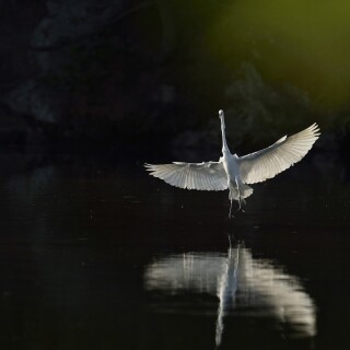 birds1_2159