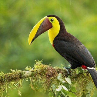 birds1_2169
