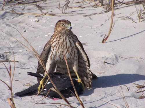 birds1_2173.jpg
