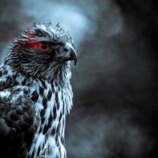 birds1_2175