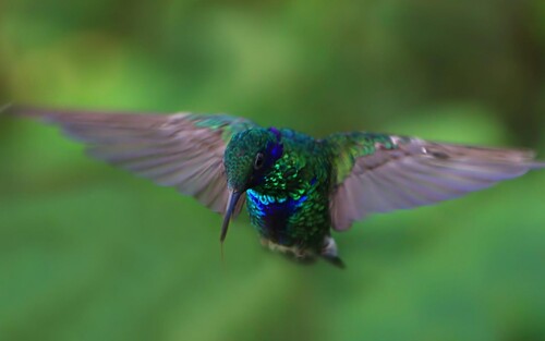 birds1_2192.jpg