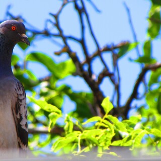 birds1_2195
