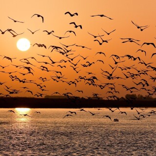 birds1_2197