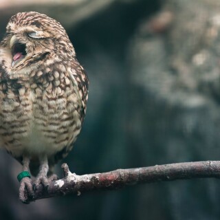 birds1_2207