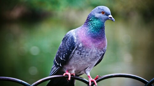 birds1_2237.jpg