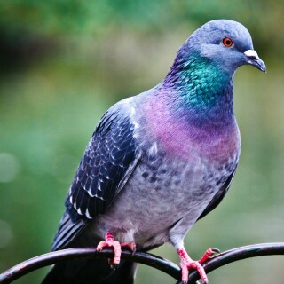 birds1_2237