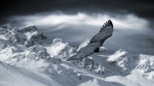 birds1_2241.jpg