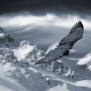 birds1_2241