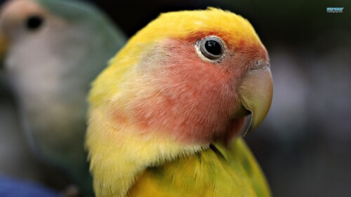 birds1_2244.jpg